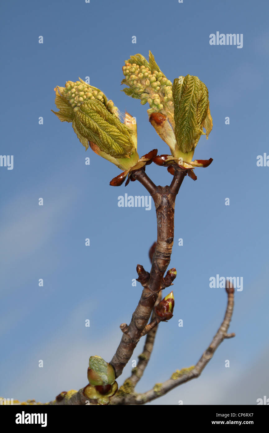 Les bourgeons sur sweet chestnut tree in Spring Banque D'Images