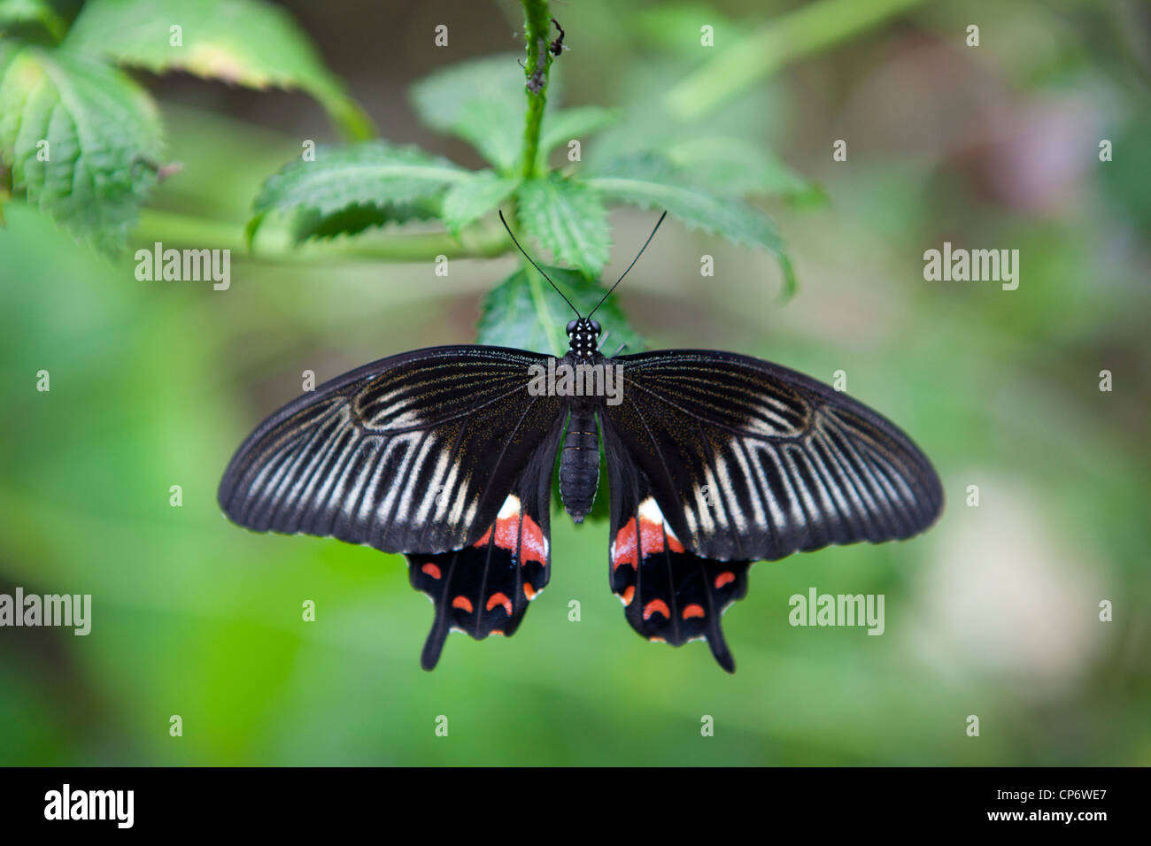 Un papillon noir avec des motifs rouges et blanches sur les ailes, à Butterfly World, Klapmuts, Afrique du Sud Banque D'Images
