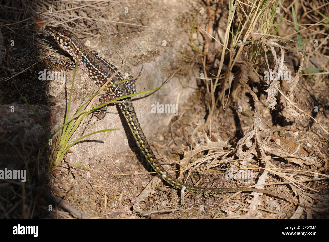 Mer Tyrrhénienne lézard des murailles sur la roche de granit de la Sardaigne, île Banque D'Images
