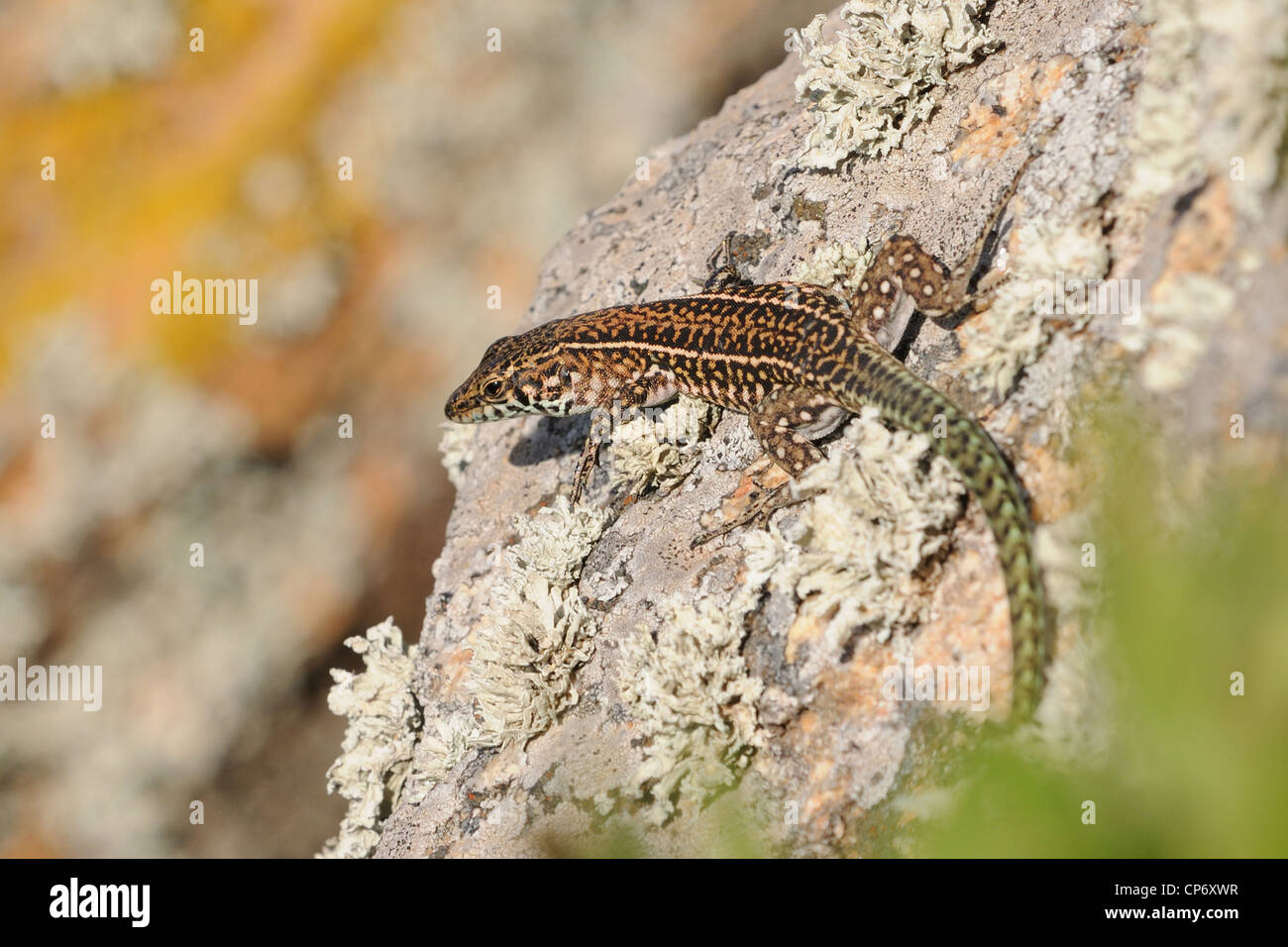Lézard des murailles sur le rocher dans l'archipel de la Maddalena, en Sardaigne, Italie Banque D'Images