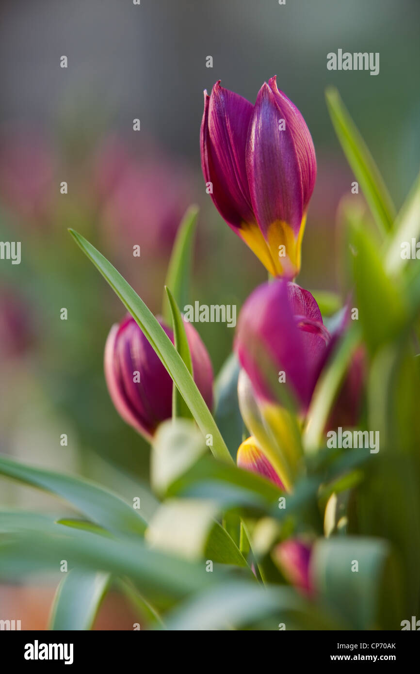 Nommé tulipes Tulipa humilis 'Persian Pearl' Banque D'Images