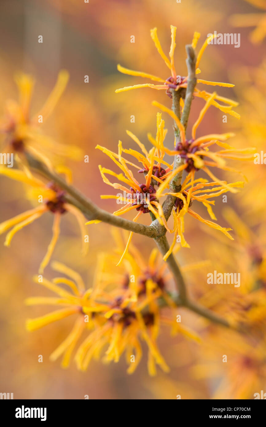 Sorcière-hazel Hamamelis x intermedia 'Harlow Carr' à RHS Garden Harlow Carr Banque D'Images