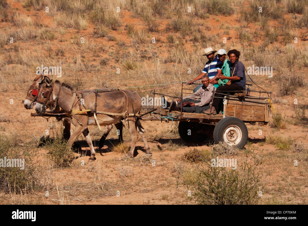 Les habitants du Kalahari, à cheval sur un âne près de Molopo Banque D'Images