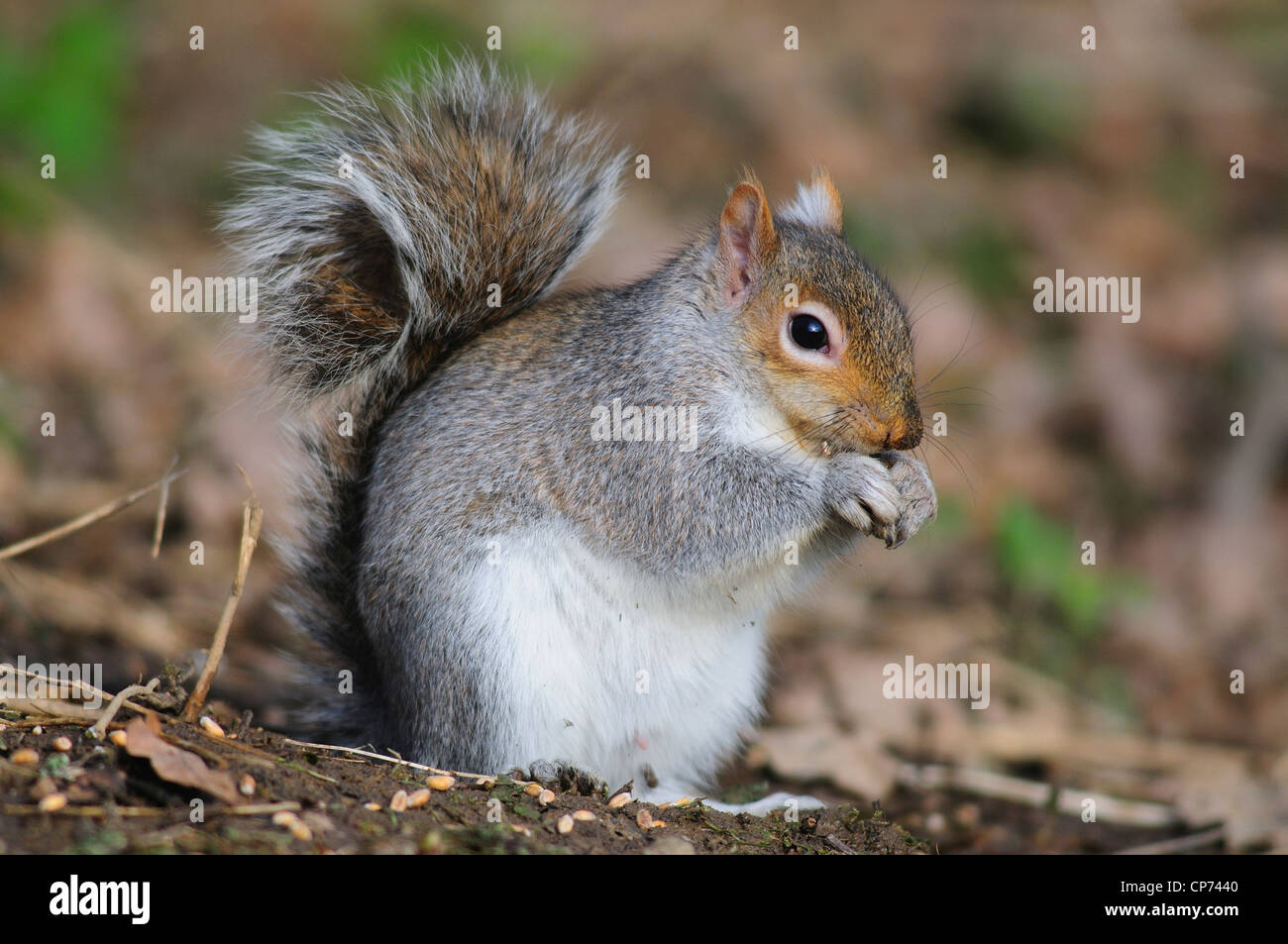 Un Écureuil gris alimentation sur le terrain UK Banque D'Images