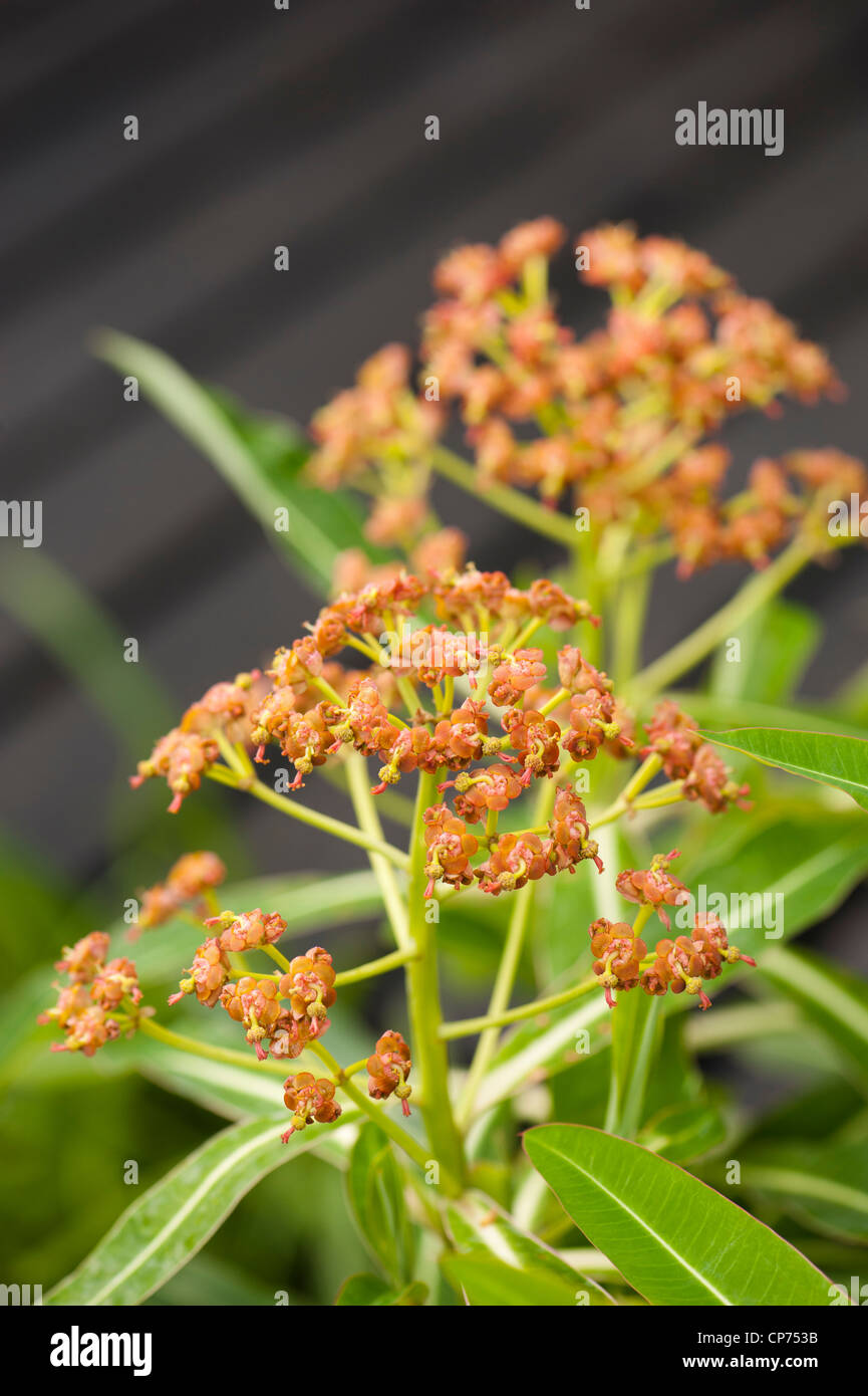 L'euphorbe ésule Euphorbia mellifera, Miel en fleur Banque D'Images