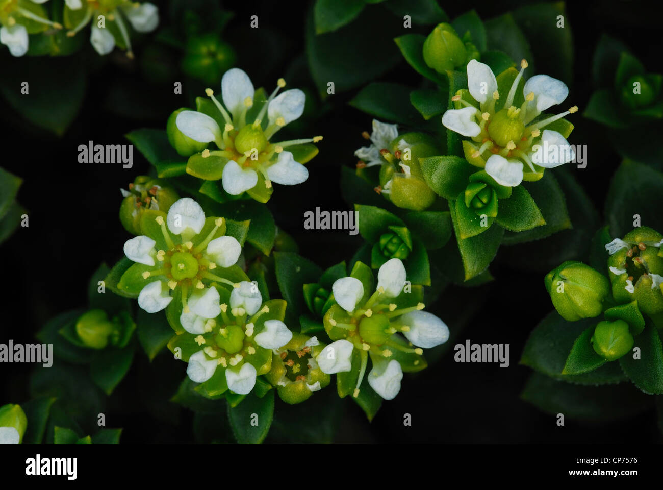 Sabline mer, une fleur sauvage de la côte UK Banque D'Images