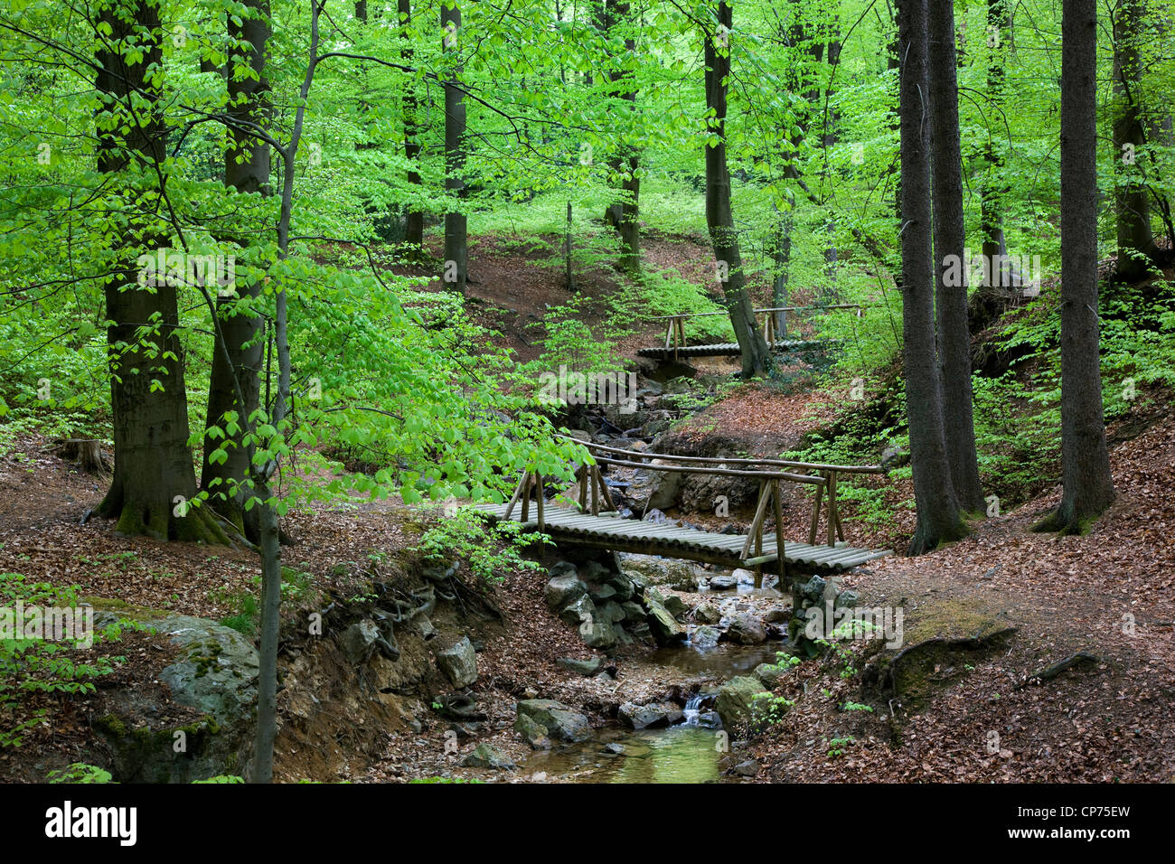 Plus de passerelle en bois brook en forêt de hêtres au printemps, Belgique Banque D'Images