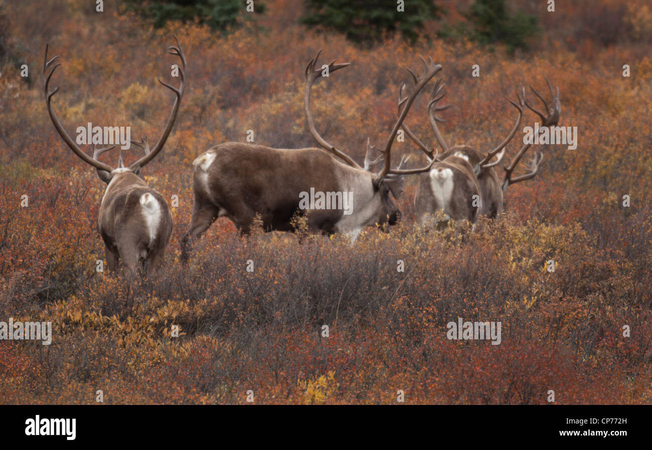 Bull Le Caribou (Rangifer tarandus) forment souvent des groupes baccalauréat avant le rut d'automne, o le parc national Denali, en Alaska. Banque D'Images