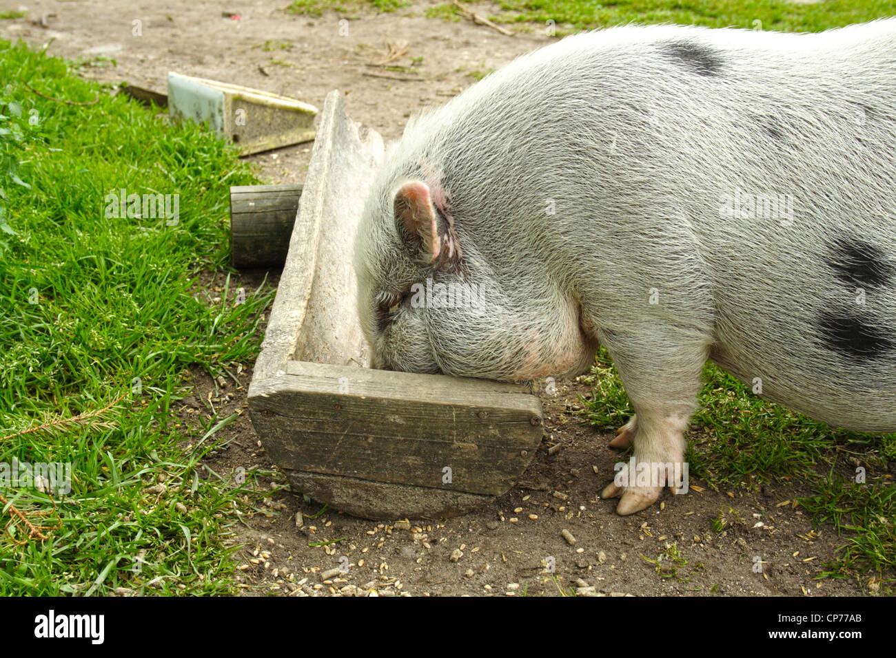 Petit cochon mange de creux Banque D'Images