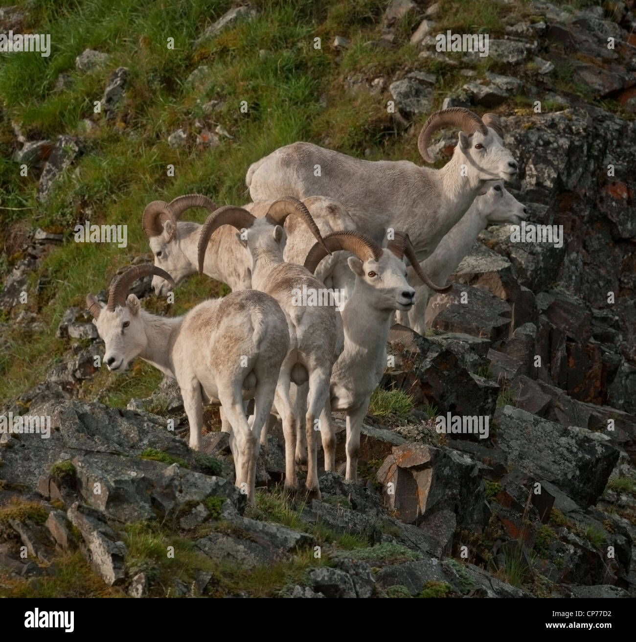 Le mouflon de Dall (Ovis dalli) Rams le parc national Denali, en Alaska. Banque D'Images