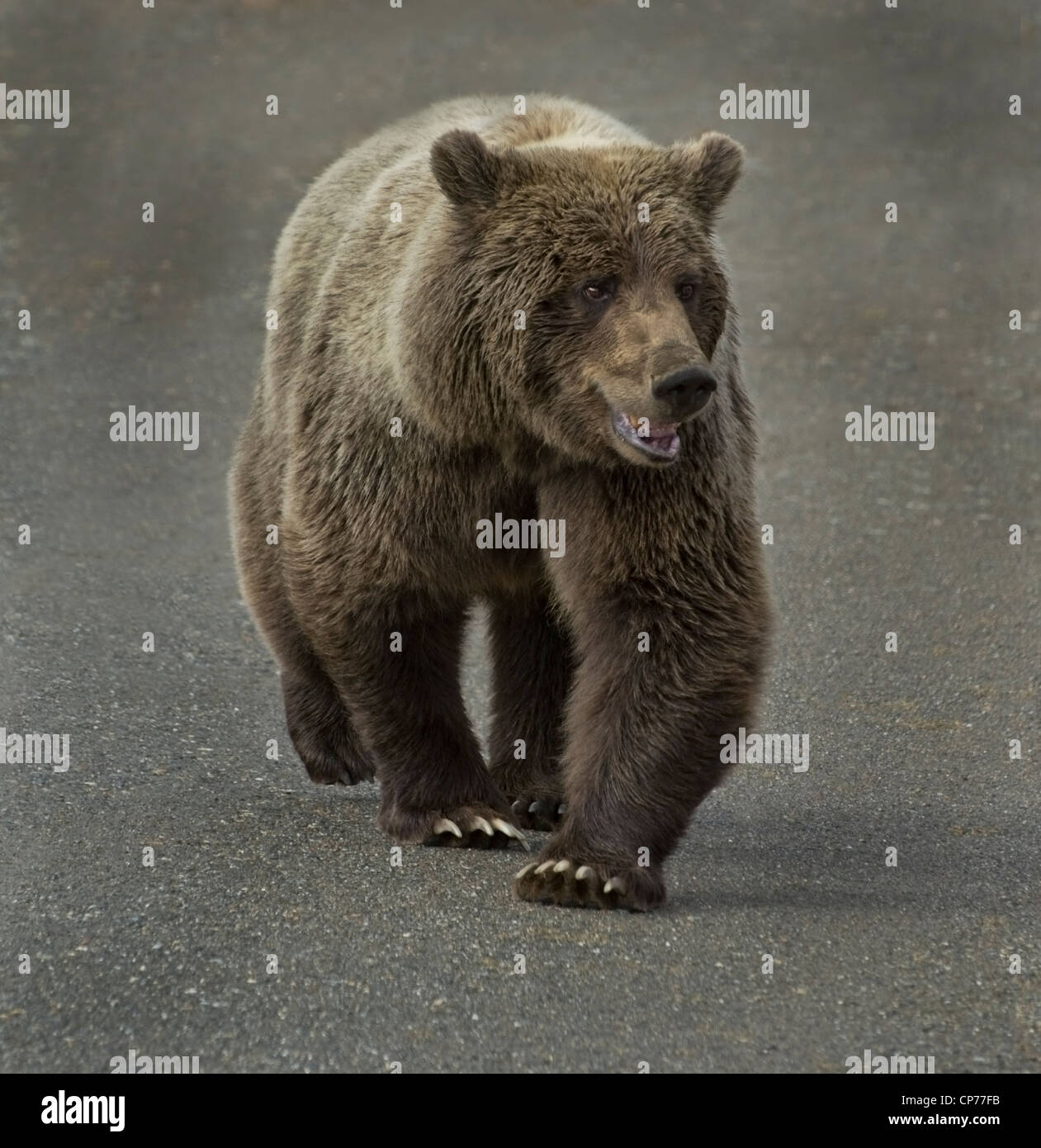 Ours grizzli (Ursus arctos) est numéro un sur la chaîne alimentaire dans le parc national Denali, en Alaska. Banque D'Images