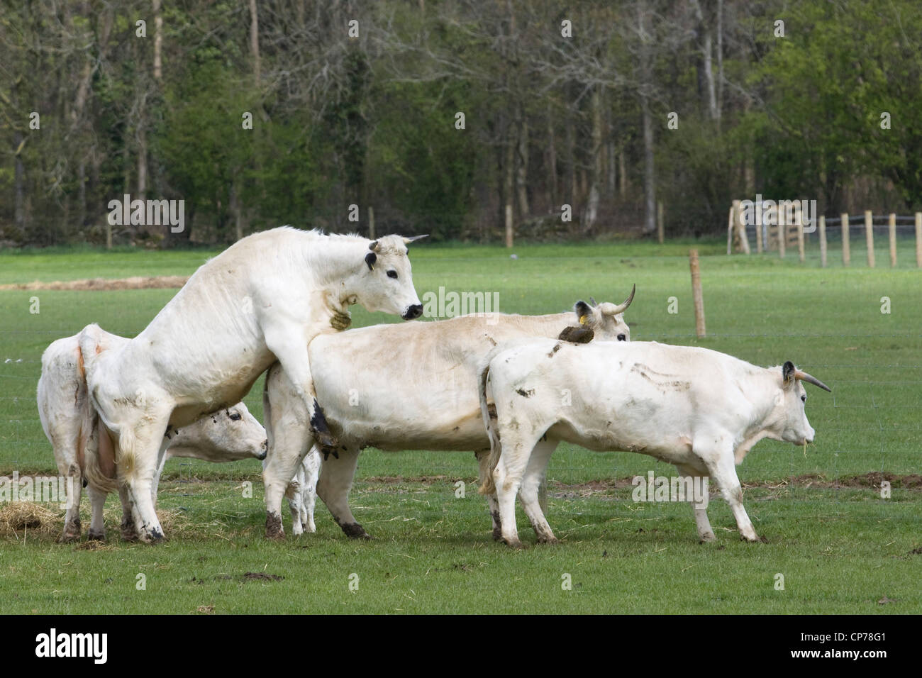 Vache dans la campagne anglaise Bos primigenius Banque D'Images