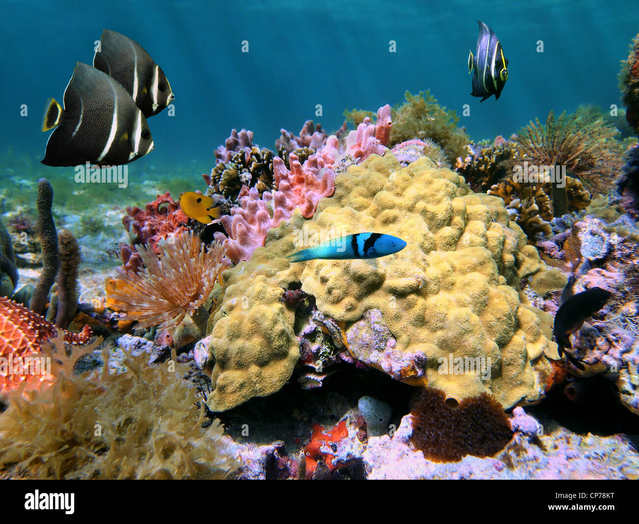 La vie sous-marine de la mer couleur moutarde avec Hill corail et poisson tropique d'un des fonds marins de la mer des Caraïbes, le Costa Rica Banque D'Images
