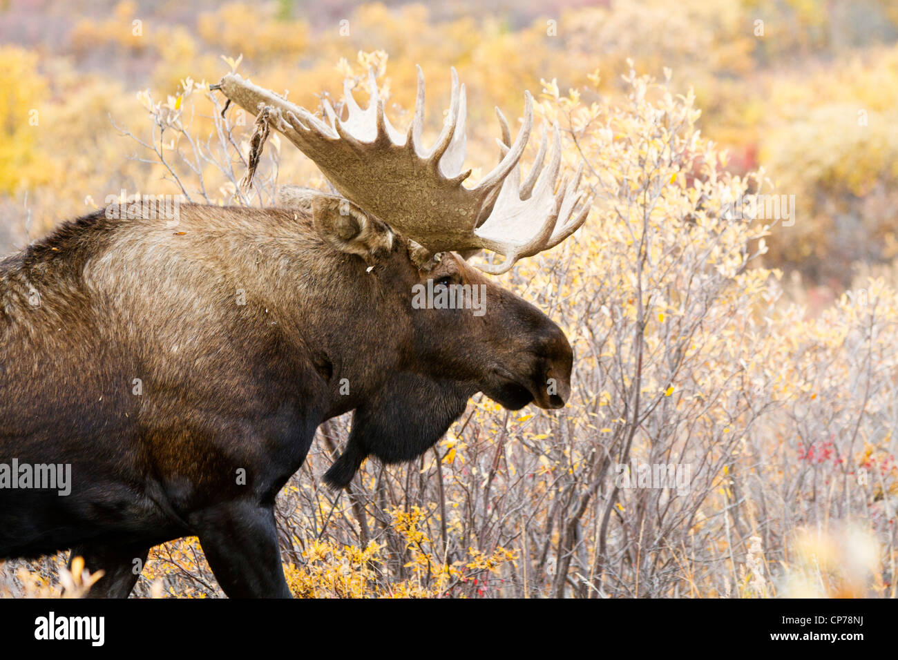 Une grande marche à travers l'orignal mâle feuillage d'Automne dans le Parc National Denali et préserver, de l'intérieur de l'Alaska Banque D'Images