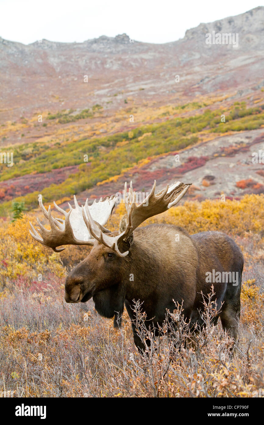 Une grande marche à travers l'orignal mâle feuillage d'Automne dans le Parc National Denali et préserver, de l'intérieur de l'Alaska Banque D'Images