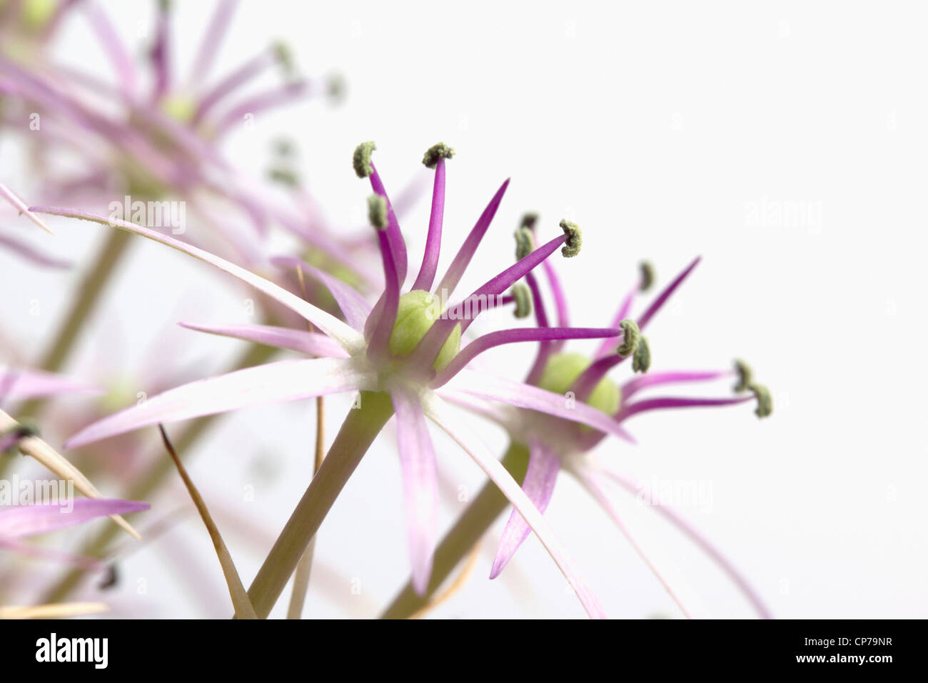 L'allium christophii, Allium, violet, blanc. Banque D'Images