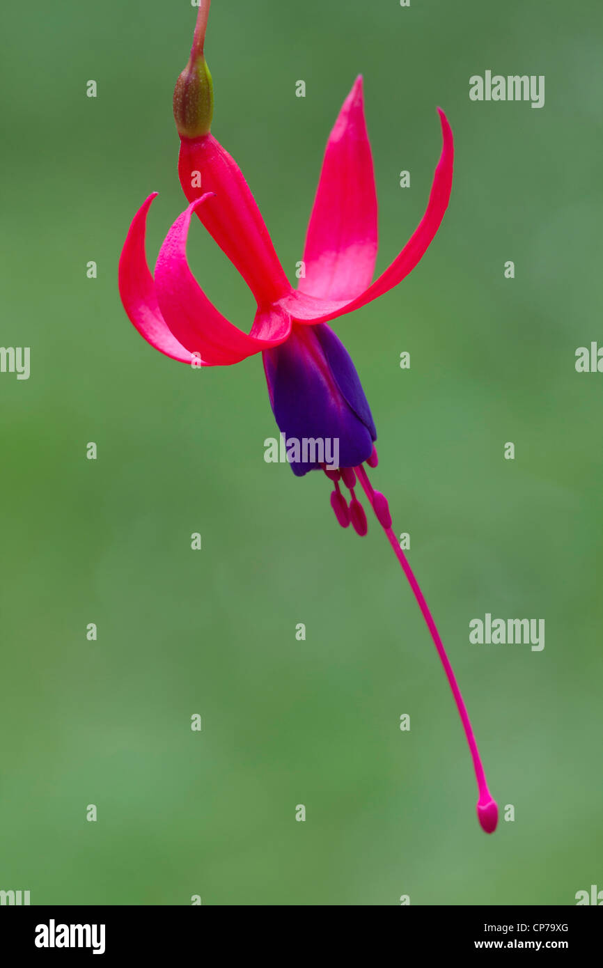 Fuchsia 'Baby Blue Eyes', fuchsia, rose, vert. Banque D'Images