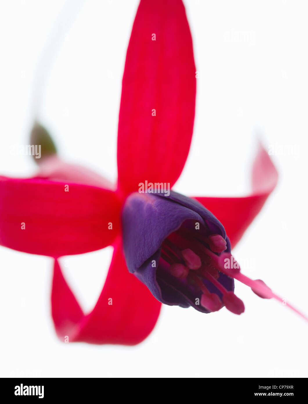 Fuchsia 'Baby Blue Eyes', fuchsia, rose, blanc. Banque D'Images