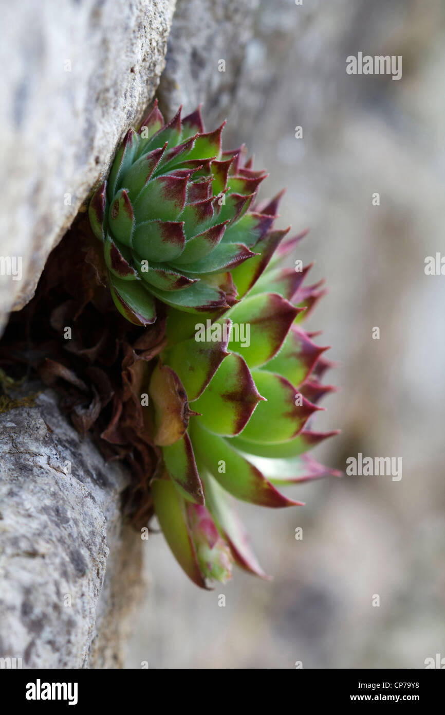 Sempervivum calcareum, Houseleek, vert, gris. Banque D'Images