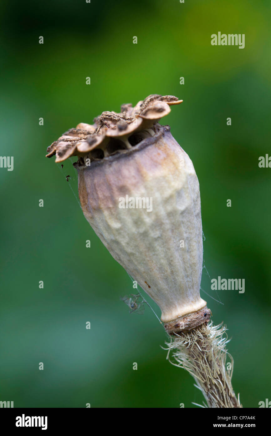 Papaver orientale, pavot d'Orient, vue latérale d'une gousse brune sur un fond vert. Banque D'Images