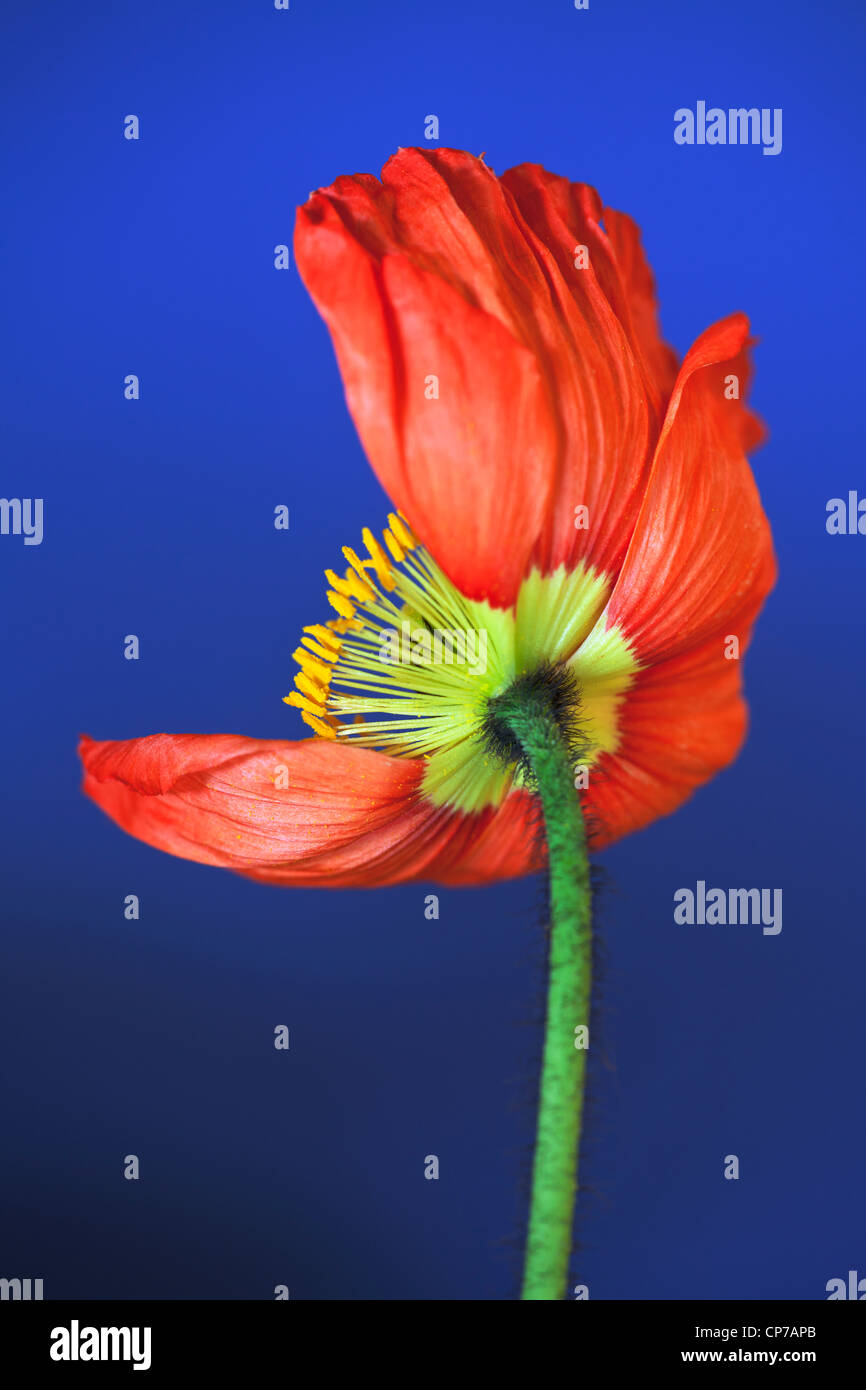 Papaver croceum, Papaver nudicale, coquelicot, pavot d'Islande, rouge, bleu. Banque D'Images