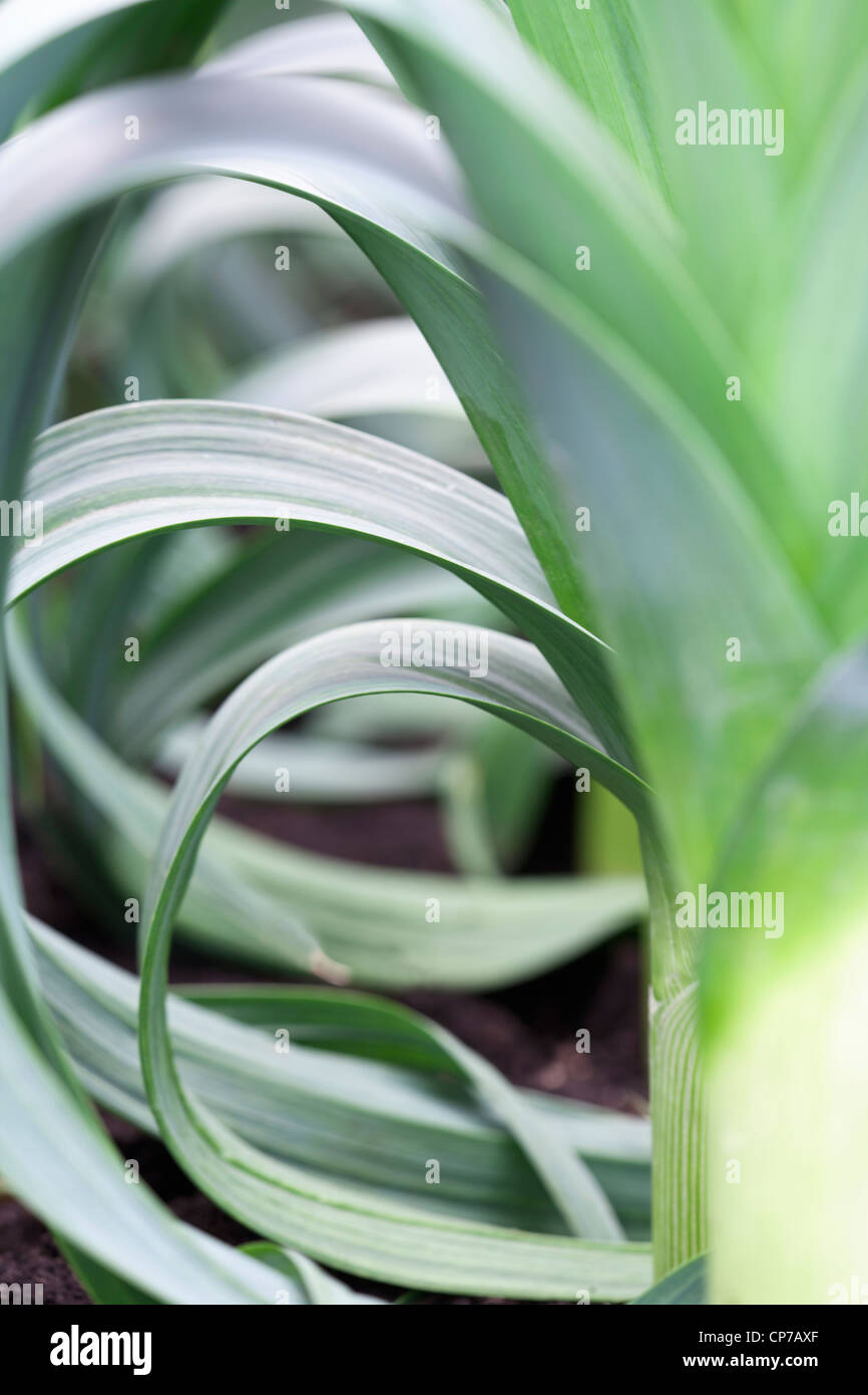 Cultivar une saucisse végétarienne traditionnelle galloise, poireaux, vert. Banque D'Images