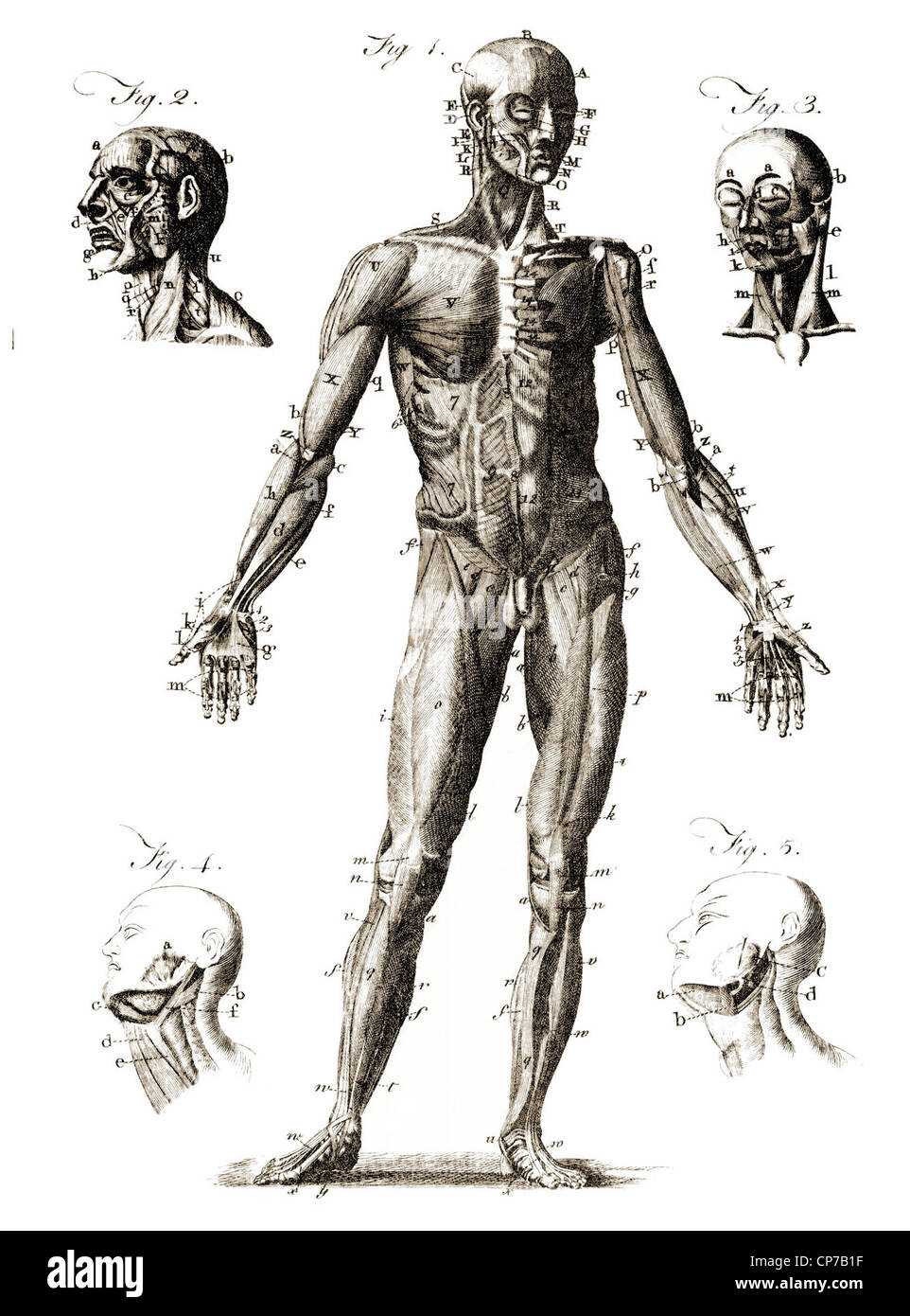 Schéma de l'étiquette l'anatomie humaine. Publié par Graveur inconnu dans l'Encyclopédie Britannique, 1771. Banque D'Images