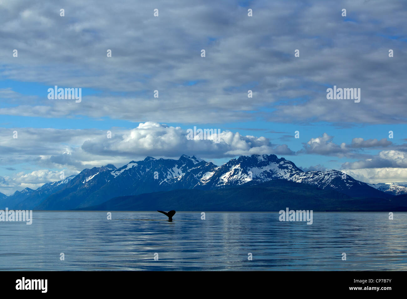 Baleine à bosse fluking en Canal Lynn, le passage de l'intérieur, le sud-est de l'Alaska, l'été Banque D'Images