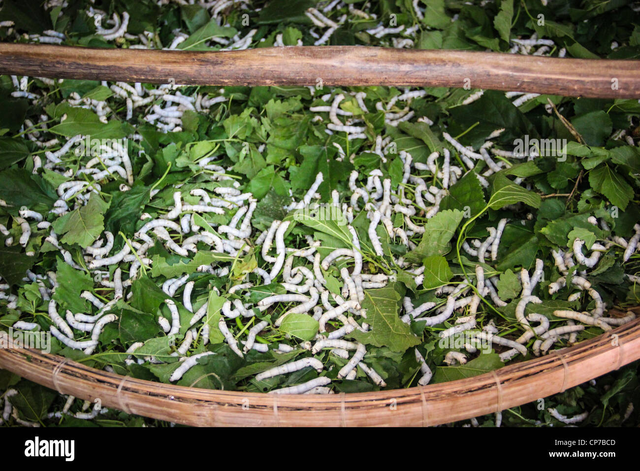 Cinquième stade de larves de vers à soie feuilles de mûrier - Fabrique de soie à Hoi An - Vietnam Banque D'Images