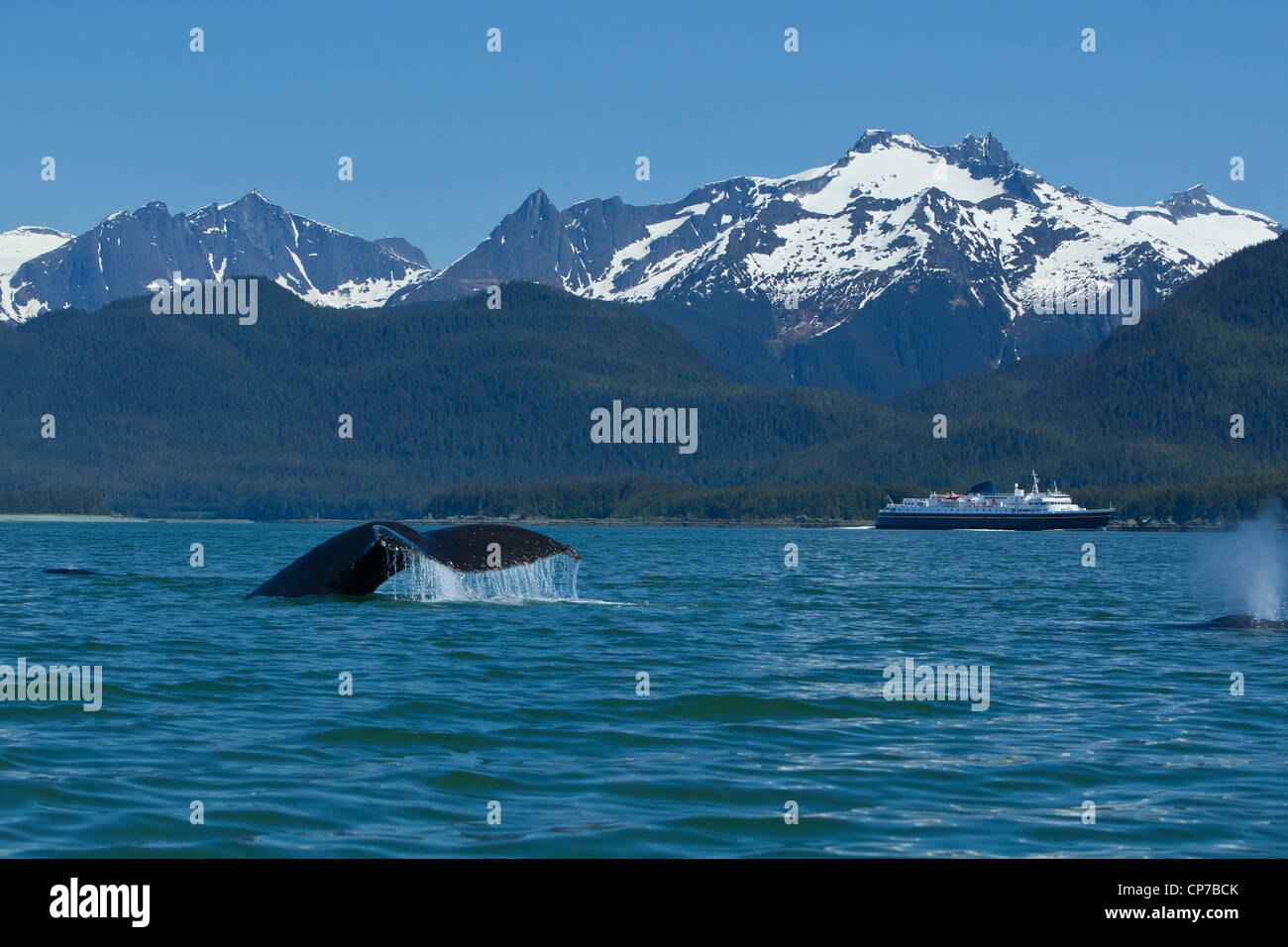 COMPOSITE : baleine à bosse fluking en Canal Lynn avec un ferry dans la distance, le passage de l'intérieur, le sud-est de l'Alaska, l'été Banque D'Images