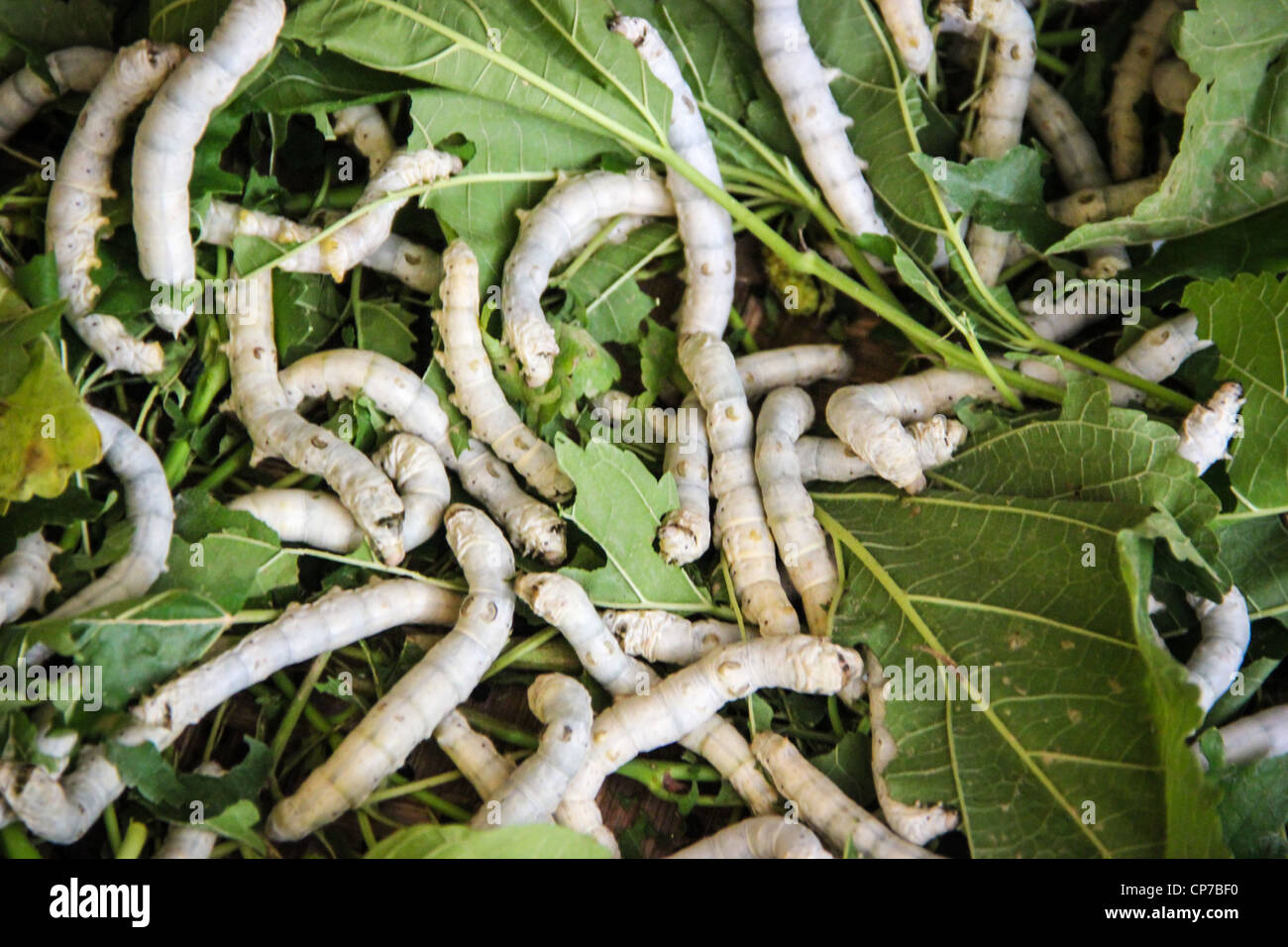 Cinquième stade de larves de vers à soie feuilles de mûrier - Fabrique de soie à Hoi An - Vietnam Banque D'Images