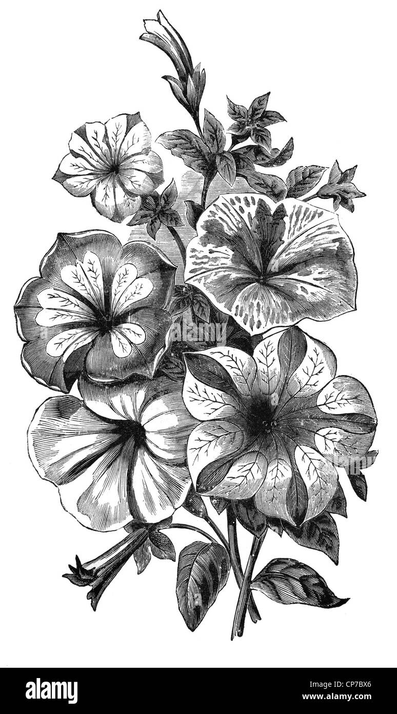 La gravure sur bois antique de Petunia flower à partir de manuels allemands datant des années 1800. Image du domaine public en vertu de l'âge. Banque D'Images