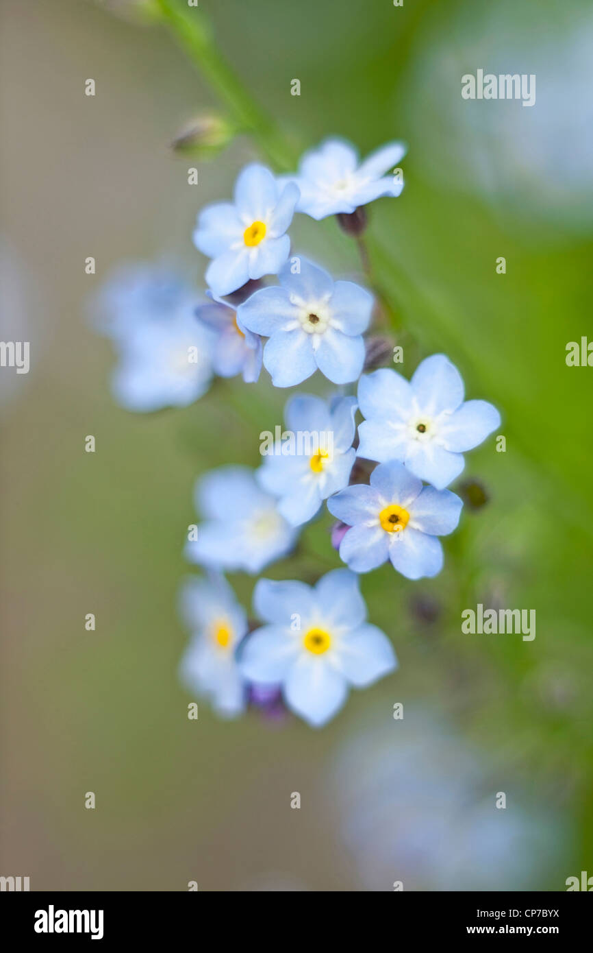 Myosotis arvensis, forget-me-not, Bleu. Banque D'Images