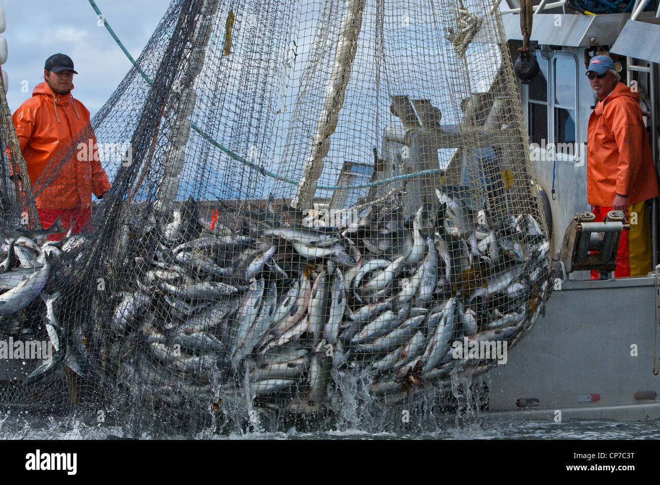 Close up of commercial les pêcheurs à la senne dans un transport net plein de rose et du saumon kéta, détroit de Chatham, Alaska Banque D'Images