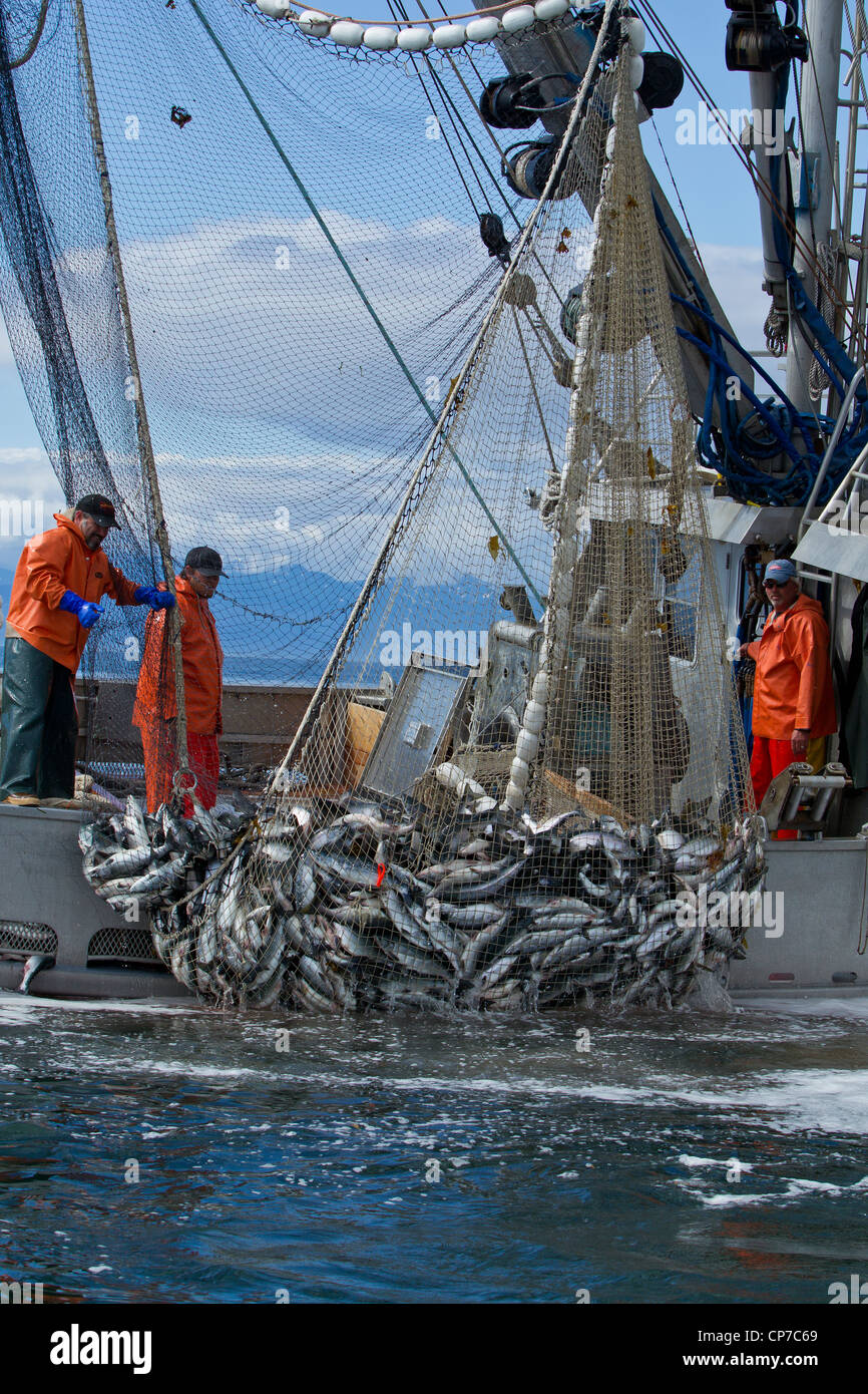 Close up of commercial les pêcheurs à la senne dans un transport net plein de rose et du saumon kéta, détroit de Chatham, Alaska Banque D'Images
