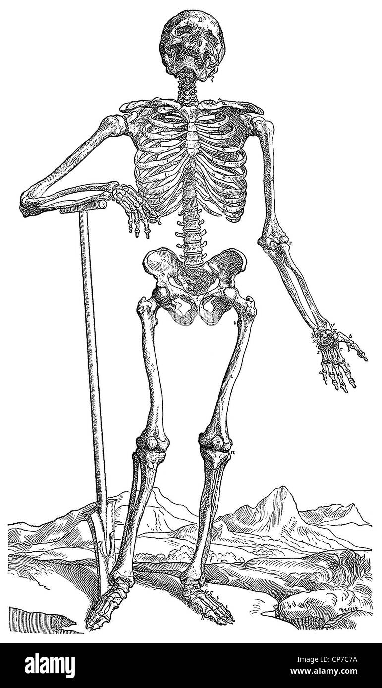 Illustration du squelette s'appuyant sur une pelle ou bêche creuser propre tombe, fond blanc,. Banque D'Images