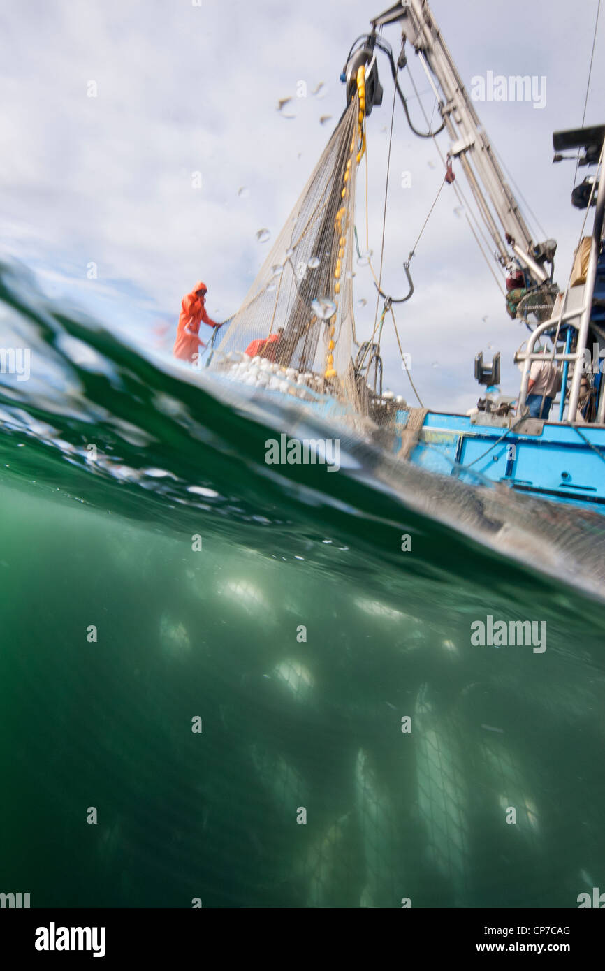 Senne filet plein de saumons transporté sous l'eau à bord du détroit de Chatham, près de l'île de l'Amirauté, de l'Alaska Banque D'Images