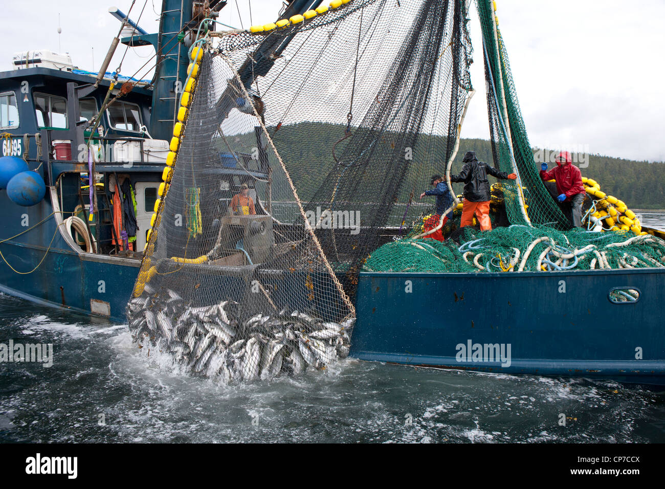 Close up of commercial les pêcheurs à la senne dans un transport net plein de rose et du saumon kéta, détroit de Chatham, Alaska Banque D'Images