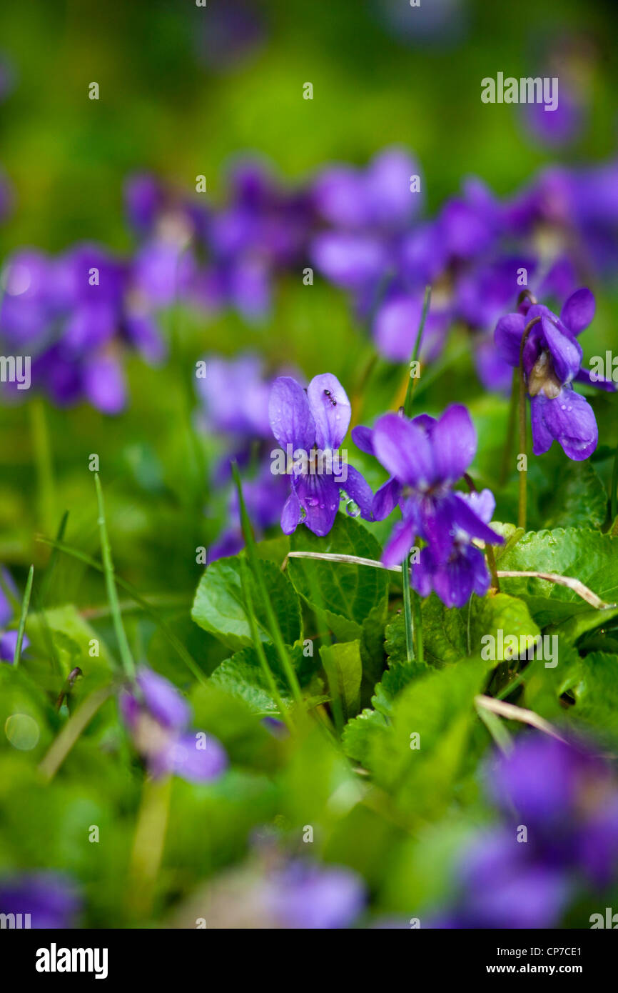 Viola odorata, Violet, violet, bleu doux. Banque D'Images