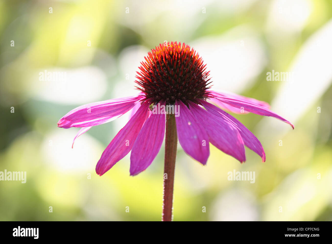 Echinacea purpurea Échinacée pourpre, fleur rose, isolé dans l'accent peu profondes. Banque D'Images