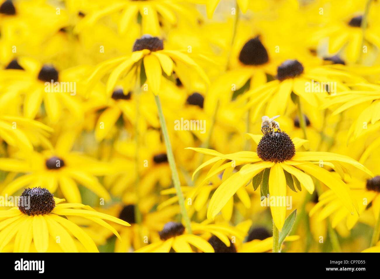 Rudbeckia fulgida, Coneflower / Black-Eyed Susan.Yellow. Banque D'Images