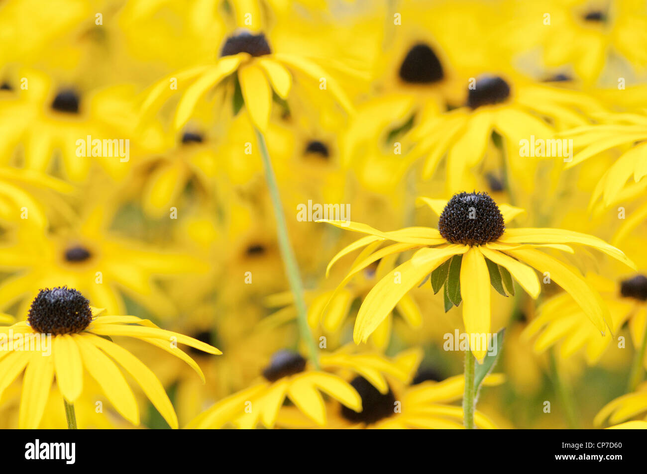 Rudbeckia fulgida, Coneflower / Susan aux yeux noirs. Jaune. Banque D'Images