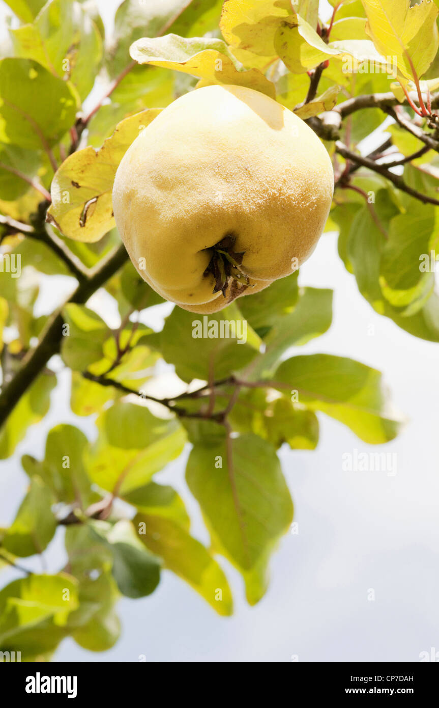 Cydonia oblonga 'Bereczcki', cognassier, jaune. Banque D'Images