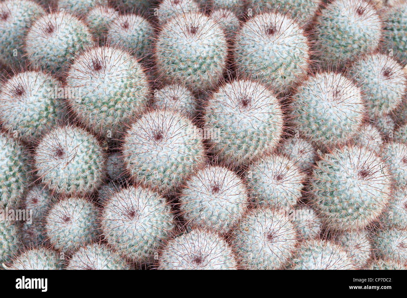 Mammillaria bombycina, Cactus, Mamillaire vivipare, vert. Banque D'Images