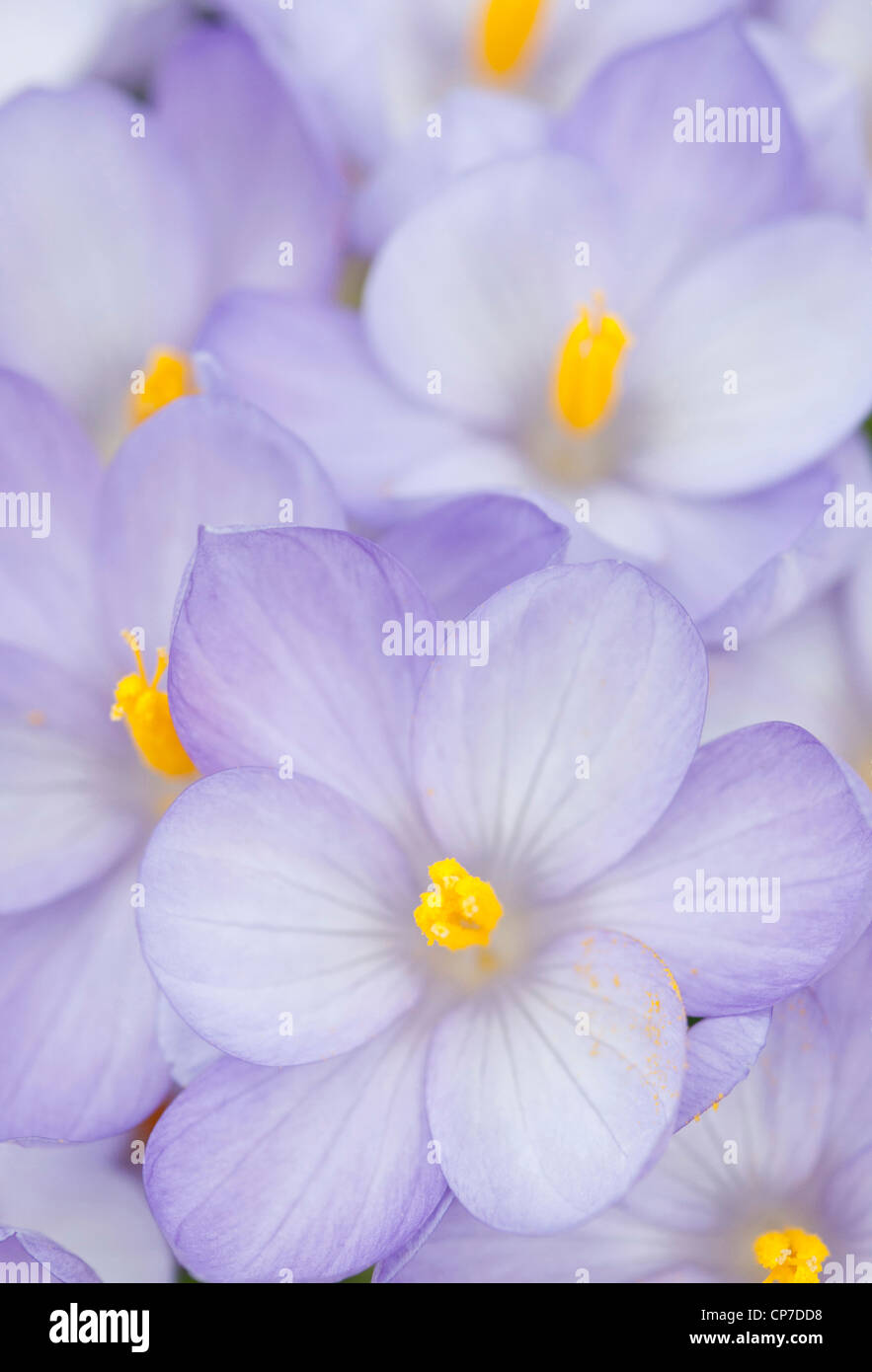 Crocus goulimyi, Crocus, crocus d'automne, Bleu. Banque D'Images