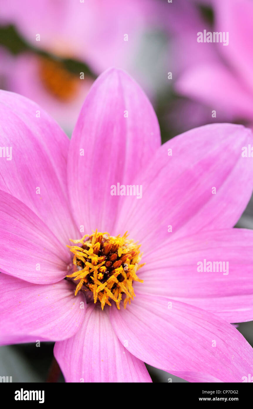 Dahlia "magenta Star', Dahlia, Rose. Banque D'Images