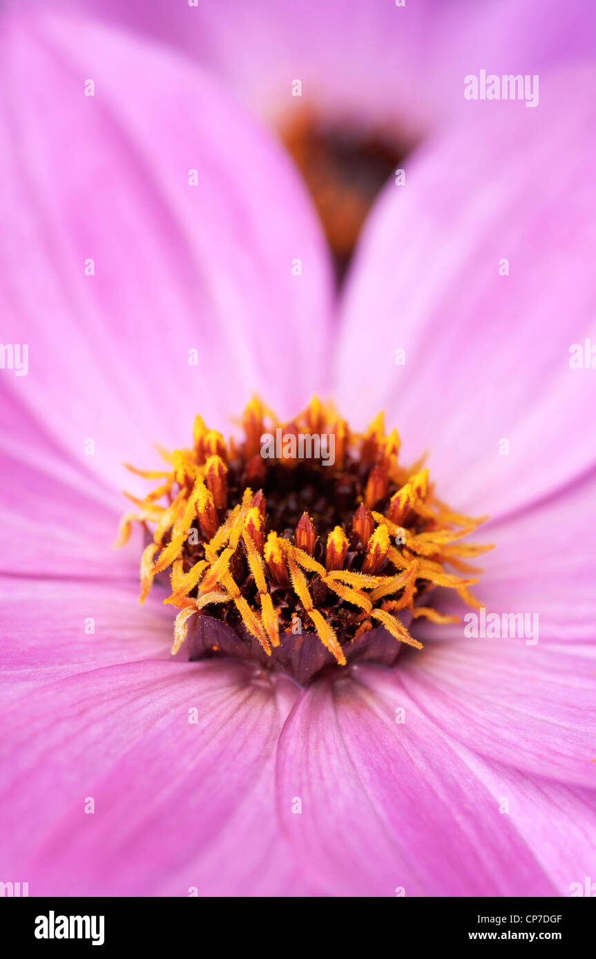 Dahlia "magenta Star', Dahlia, Rose. Banque D'Images