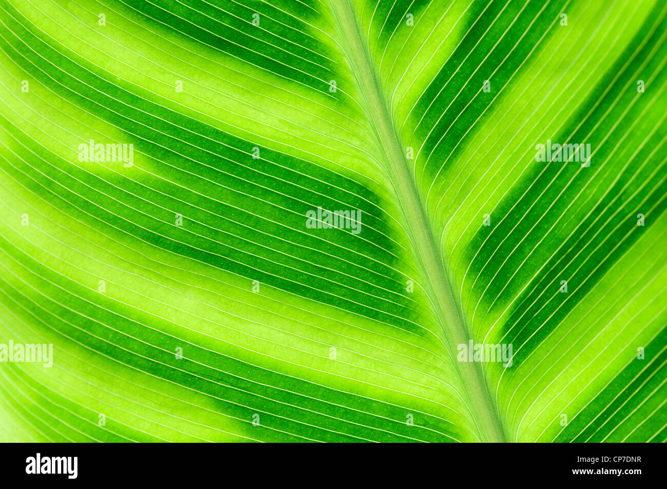 Wiotii, Calathea Calathea, vert. Banque D'Images