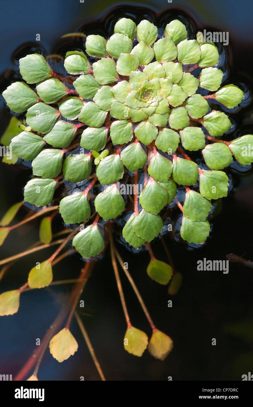 Ludwigia sedioides Mosaic, fleur, vert. Banque D'Images