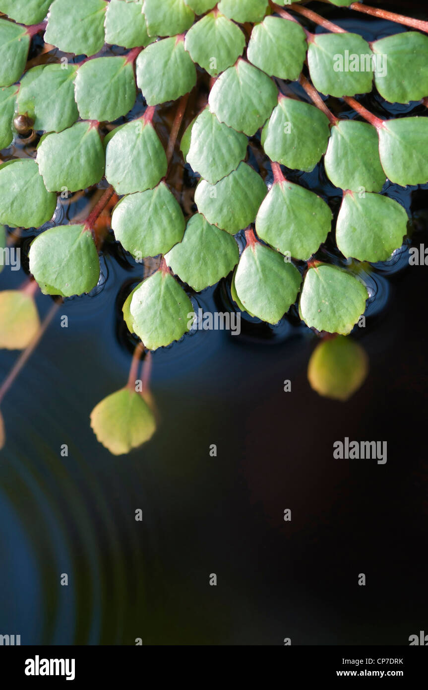 Ludwigia sedioides Mosaic, fleur, vert. Banque D'Images